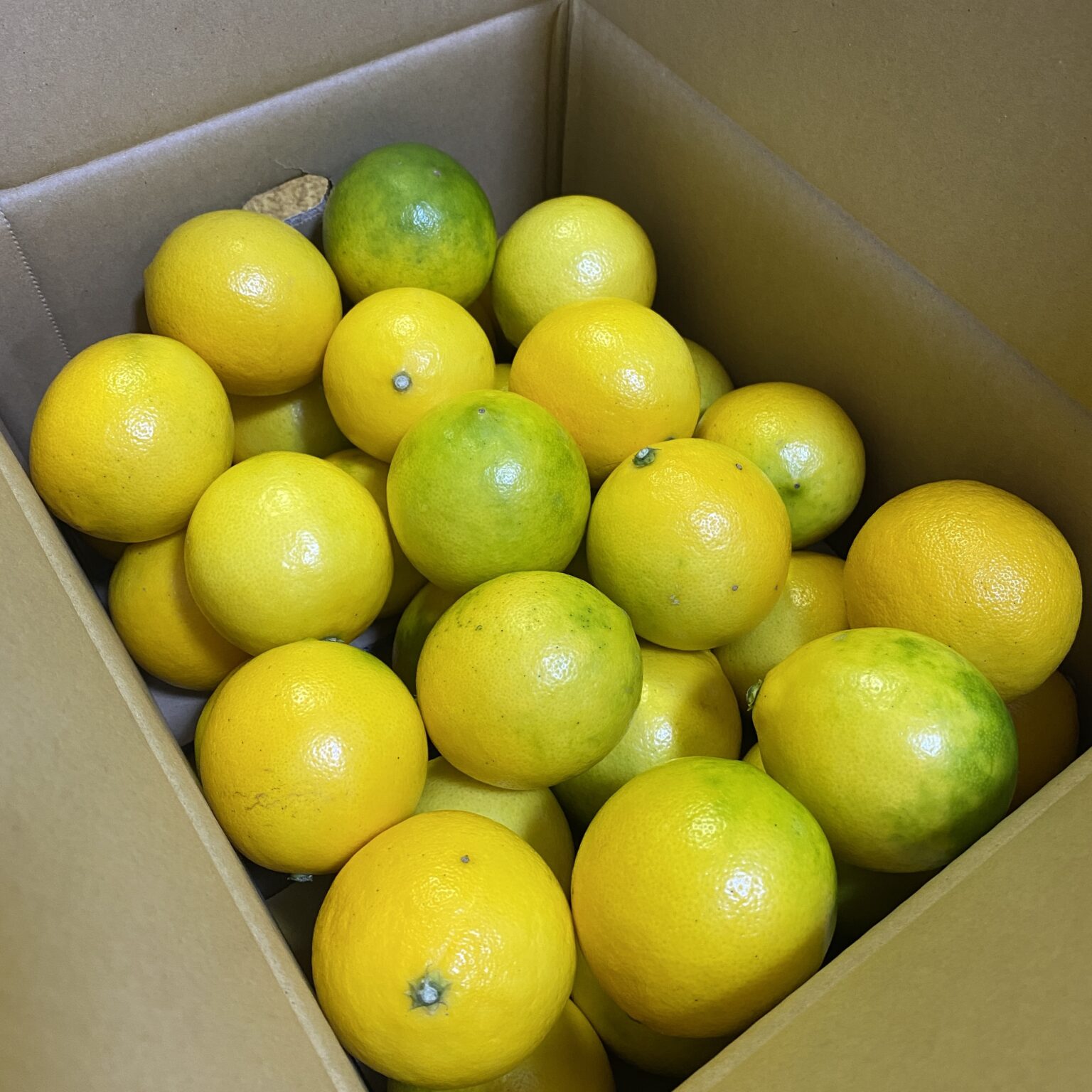 ふるさと納税 マイヤーレモン