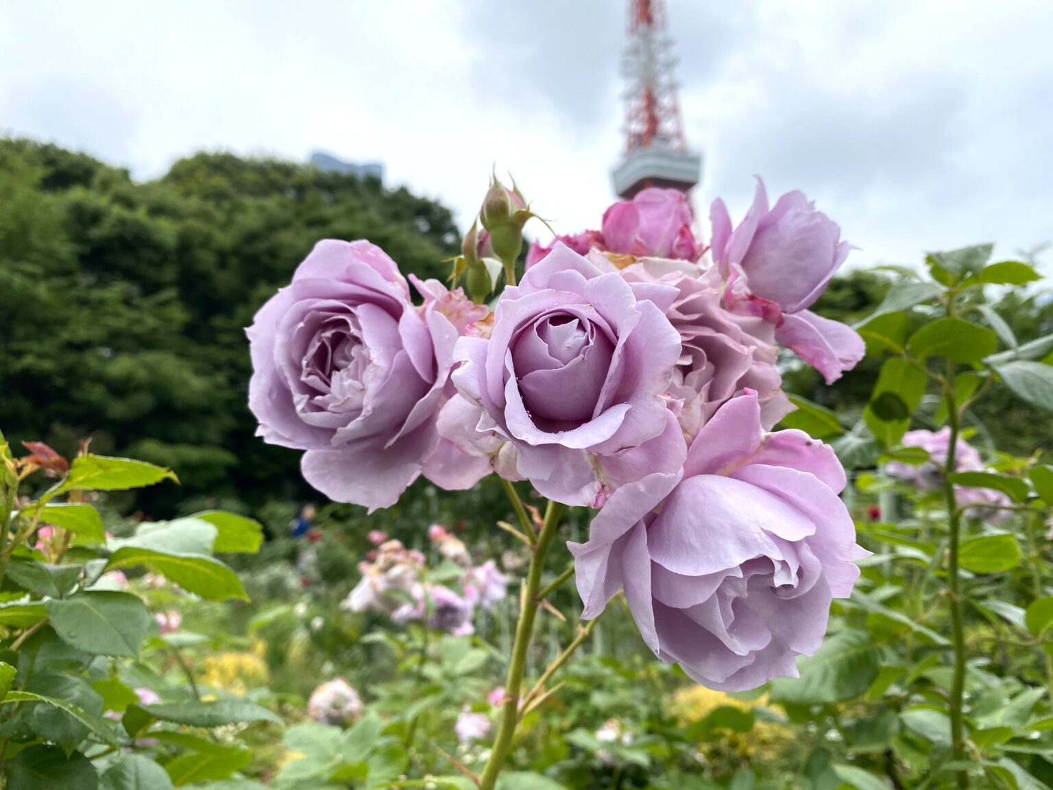 湖に咲く薔薇　2枚セット　ヘルメスやゴジラに 夜明けに咲く薔薇🌹｜園芸日記byハコベラ｜みんなの趣味の園芸