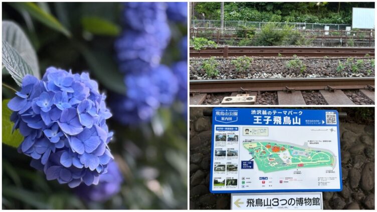 のこのこ。紫陽花リクエスト7点 Flower】王子駅徒歩1分!意外と知られていない紫陽花の名所